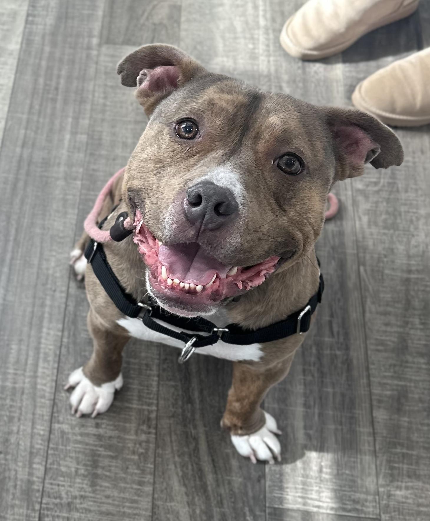 Enlarge Brownie, a ADOPTABLE mixed breed in Mahwah, NJ image 2/5