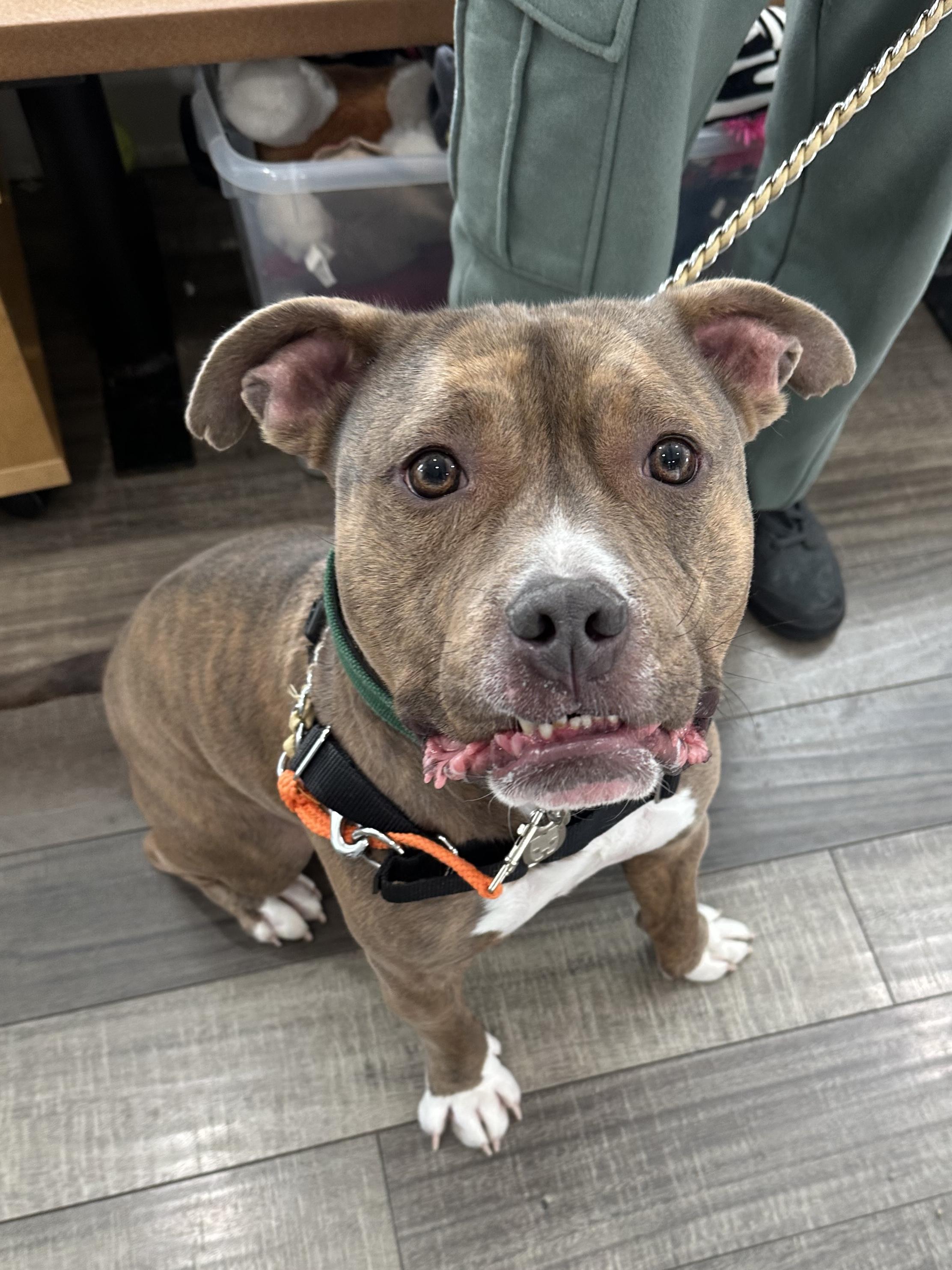 Enlarge Brownie, a ADOPTABLE mixed breed in Mahwah, NJ image 3/5