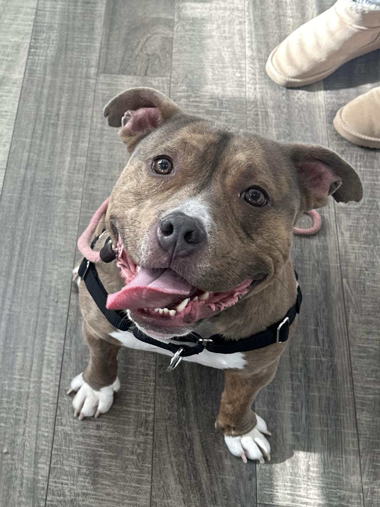 Enlarge Brownie, a ADOPTABLE mixed breed in Mahwah, NJ image 1/5