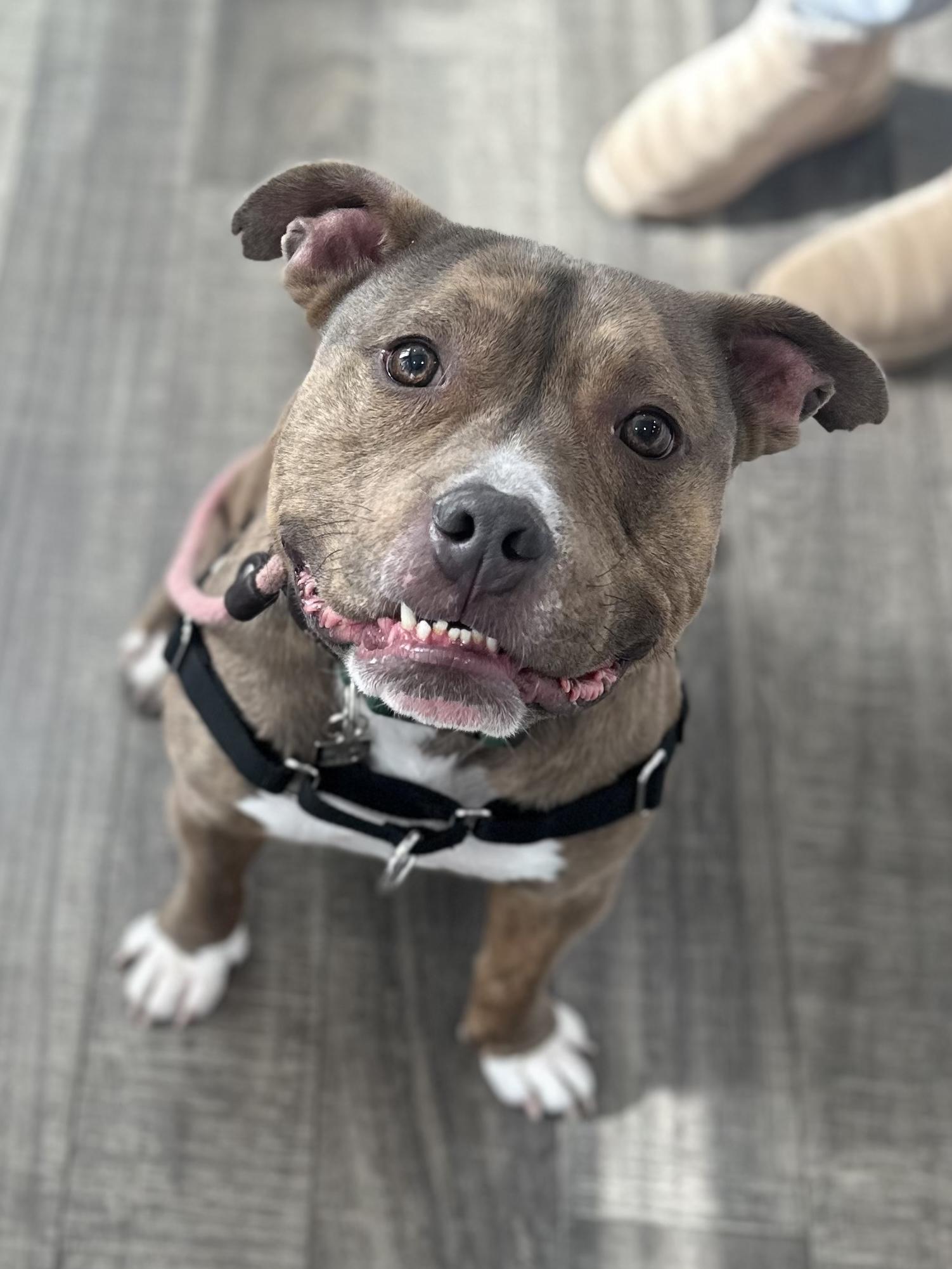 Enlarge Brownie, a ADOPTABLE mixed breed in Mahwah, NJ image 4/5