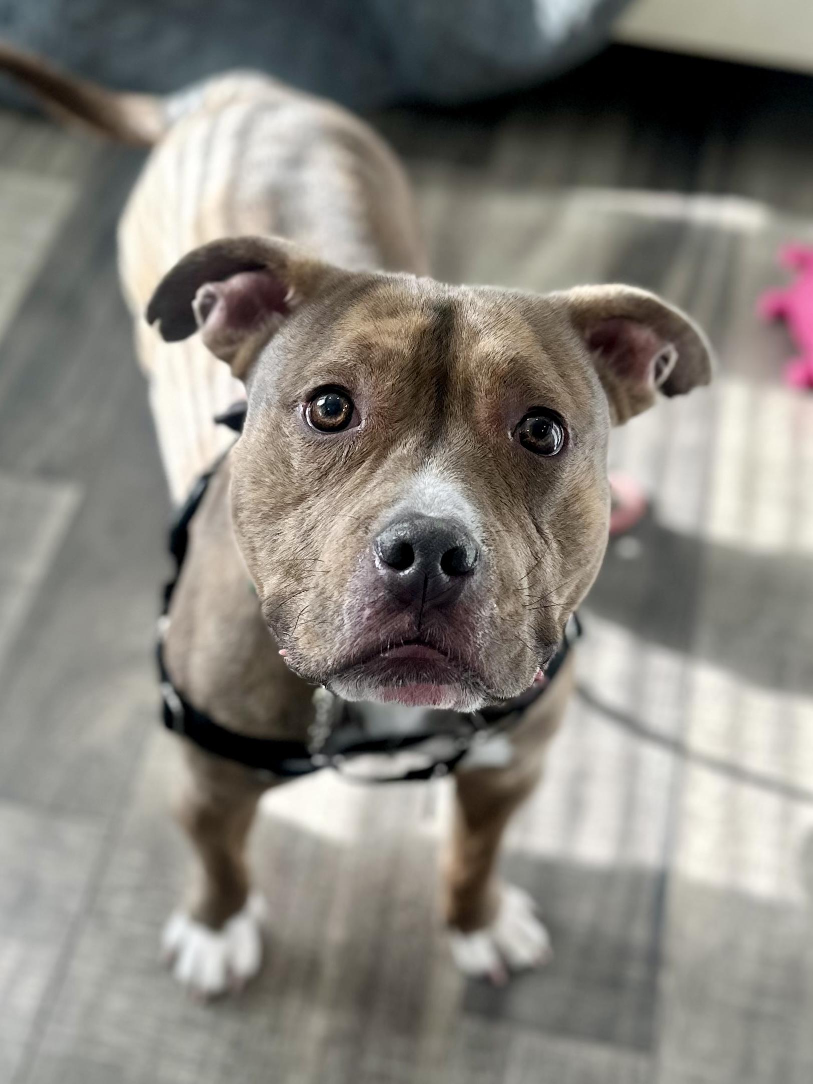 Enlarge Brownie, a ADOPTABLE mixed breed in Mahwah, NJ image 5/5