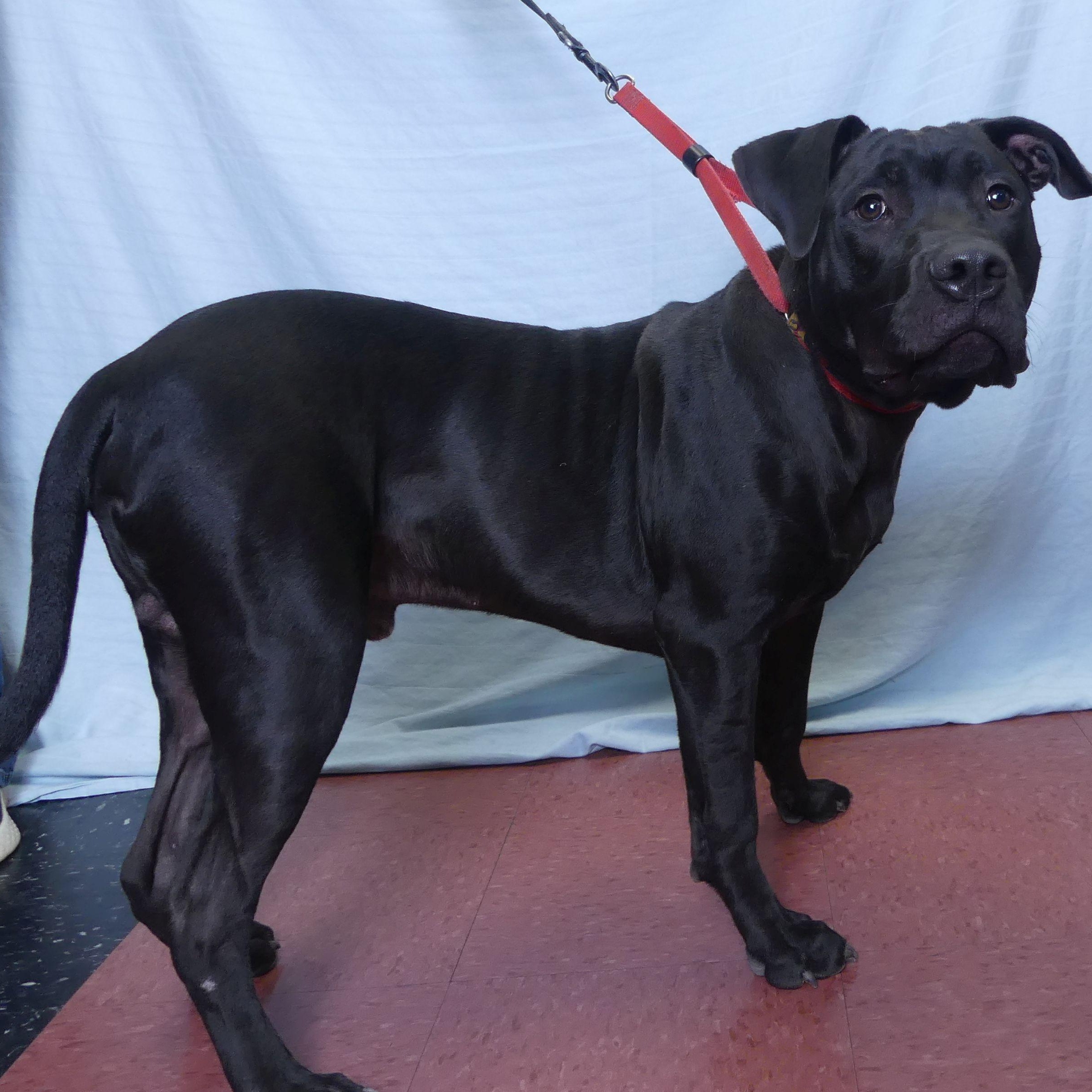 KNIGHT, Adoptable, Young Male Cane Corso.