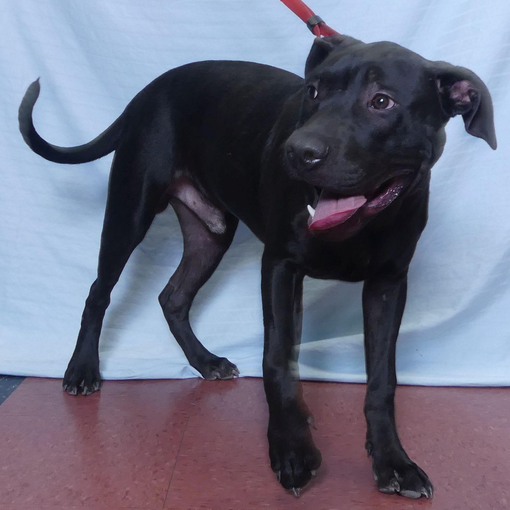 KNIGHT, a Adoptable mixed breed in Ukiah, CA image 2/4