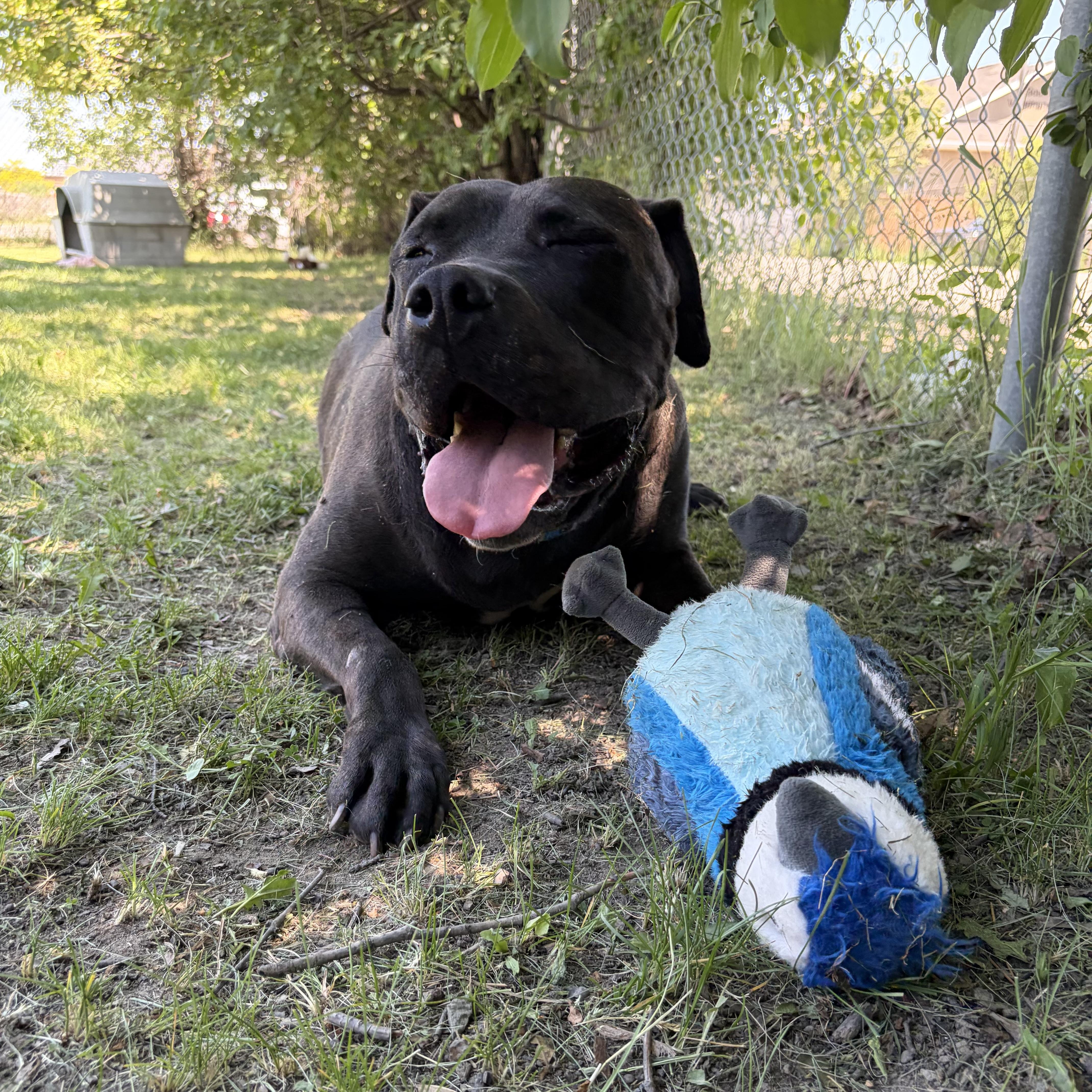 Enlarge Stormi, an adoptable American Bully in Mississauga, ON image 3/4