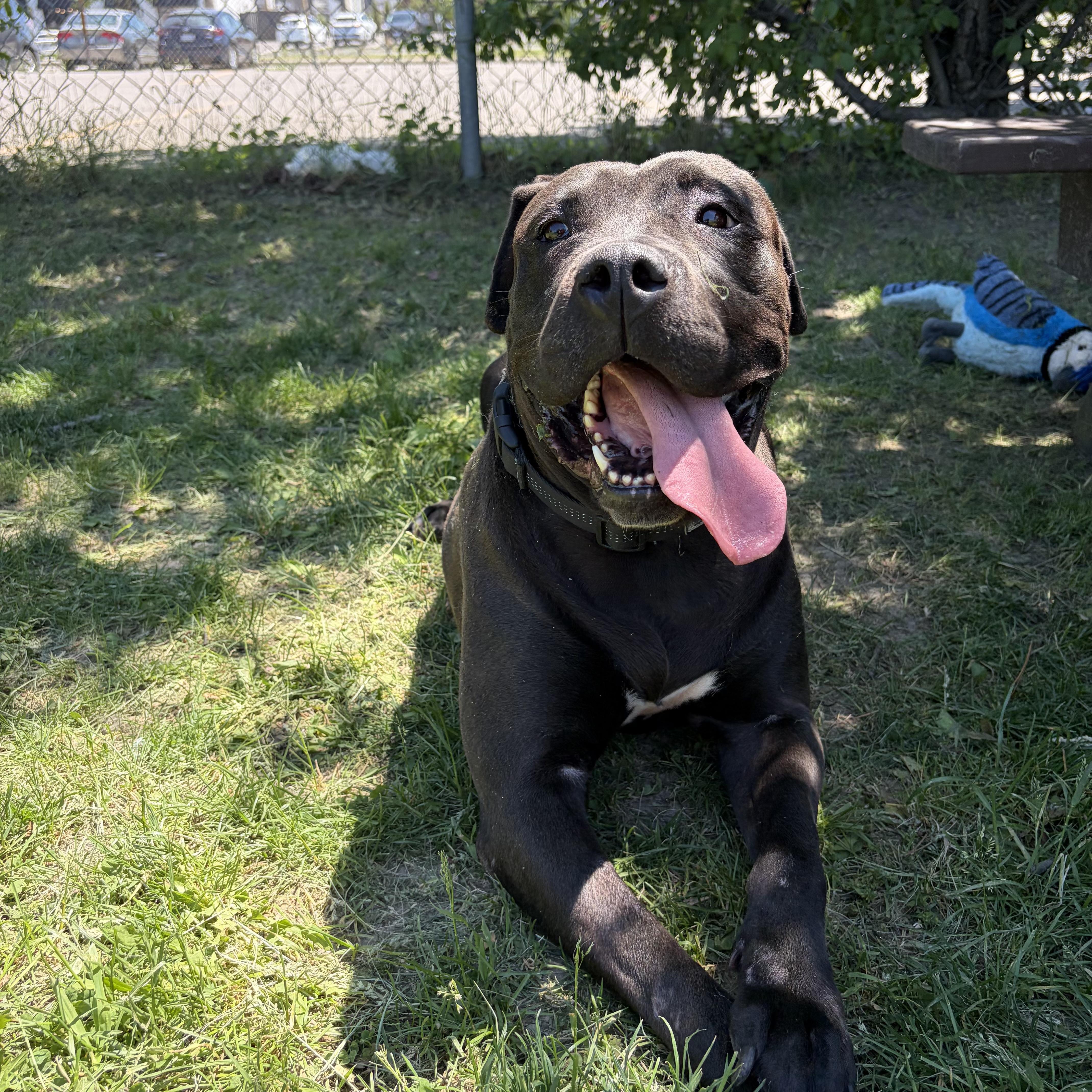 Enlarge Stormi, an adoptable American Bully in Mississauga, ON image 2/4