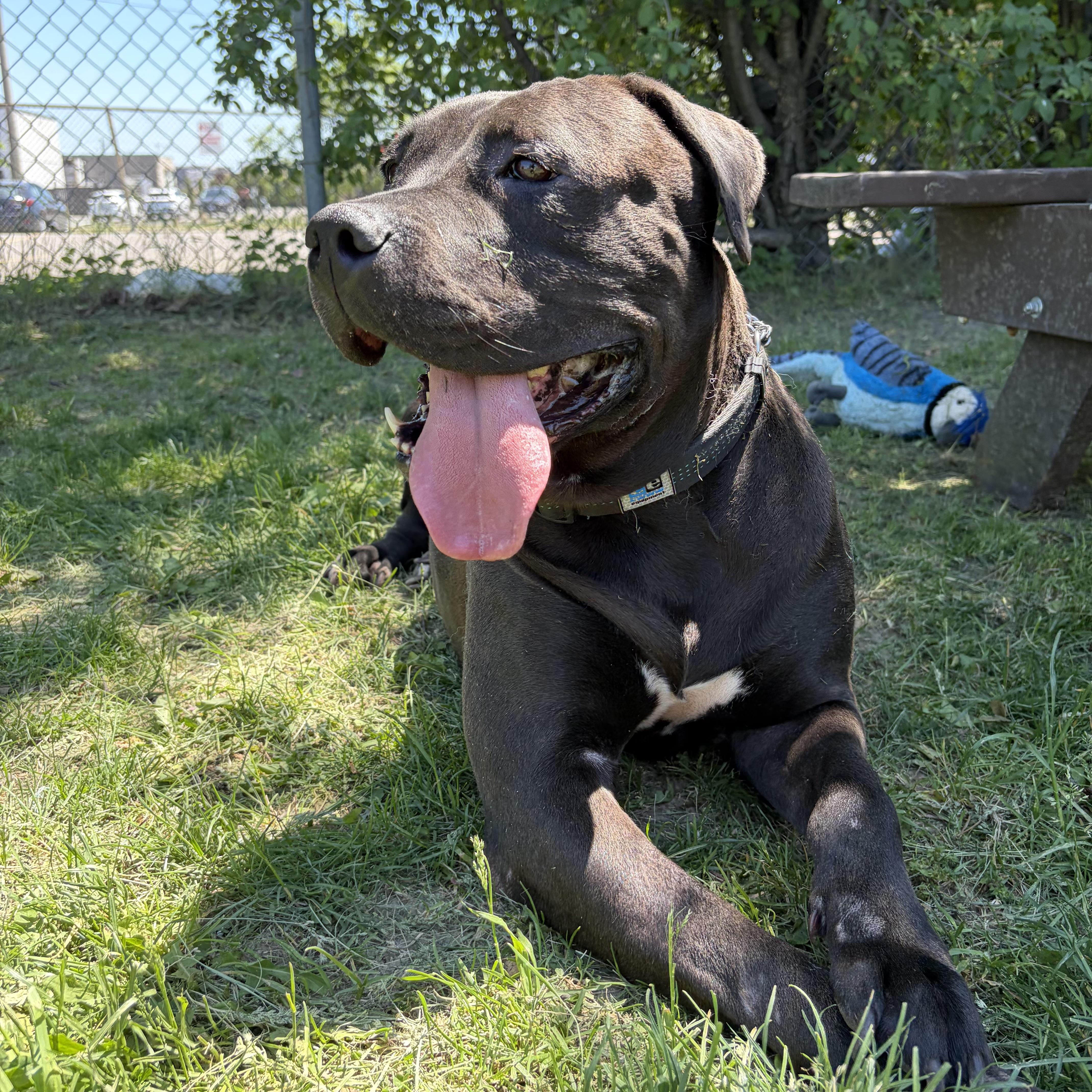 Enlarge Stormi, an adoptable American Bully in Mississauga, ON image 4/4