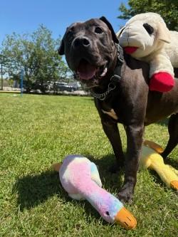 Stormi, an adoptable American Bully in Mississauga, ON image 4/5