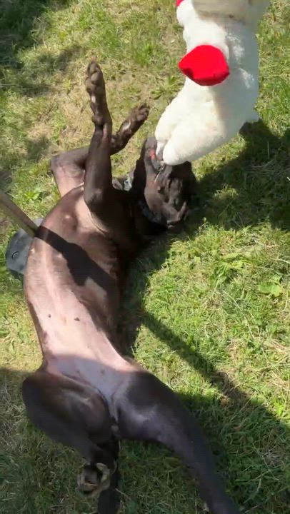 Enlarge Stormi, an adoptable American Bully in Mississauga, ON video 3/5