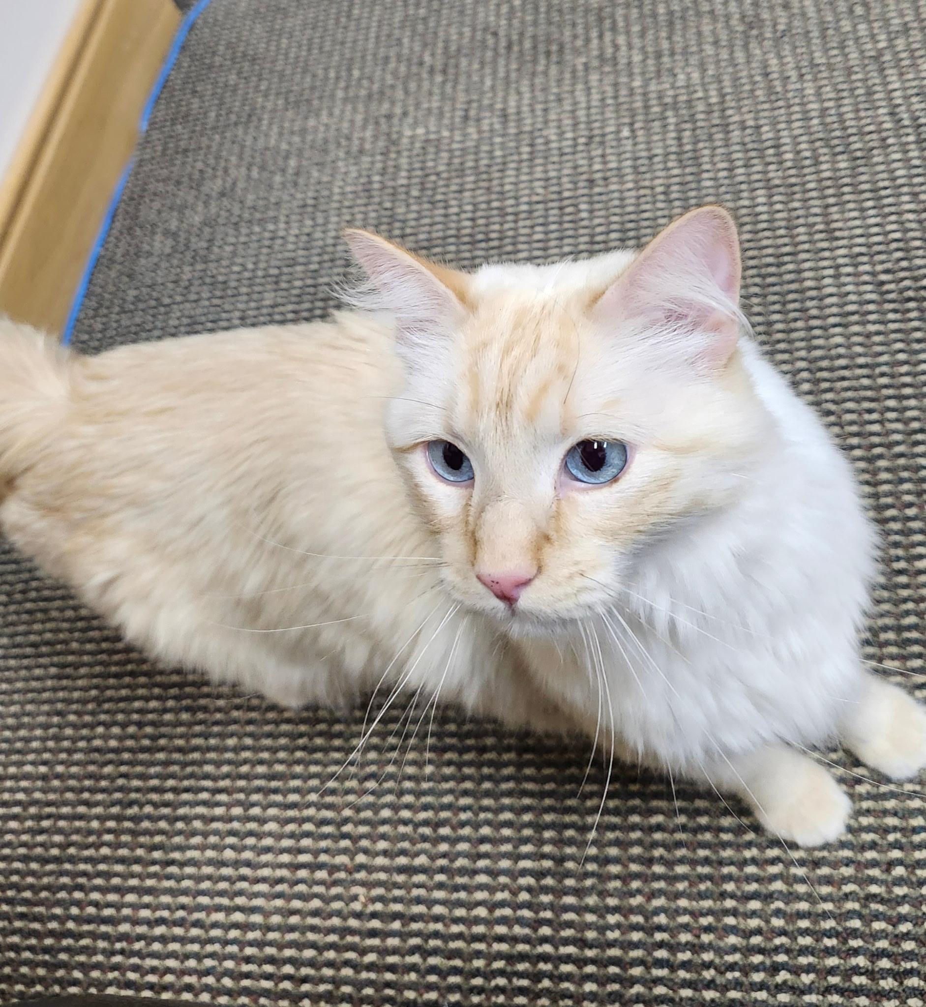 Pascal, a ADOPTABLE Siamese in Salt Lake City, UT image 3/6