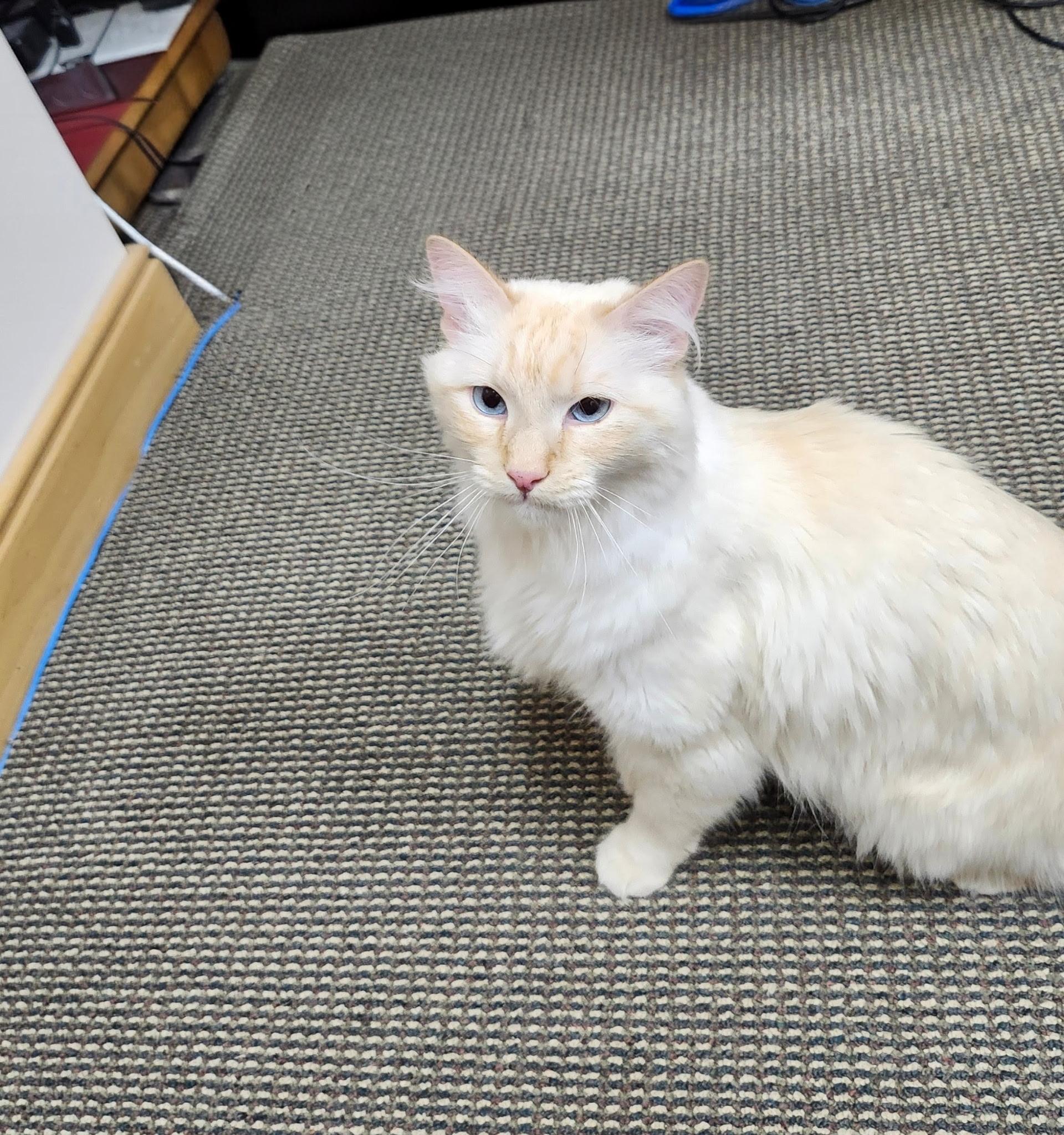 Pascal, a ADOPTABLE Siamese in Salt Lake City, UT image 6/6