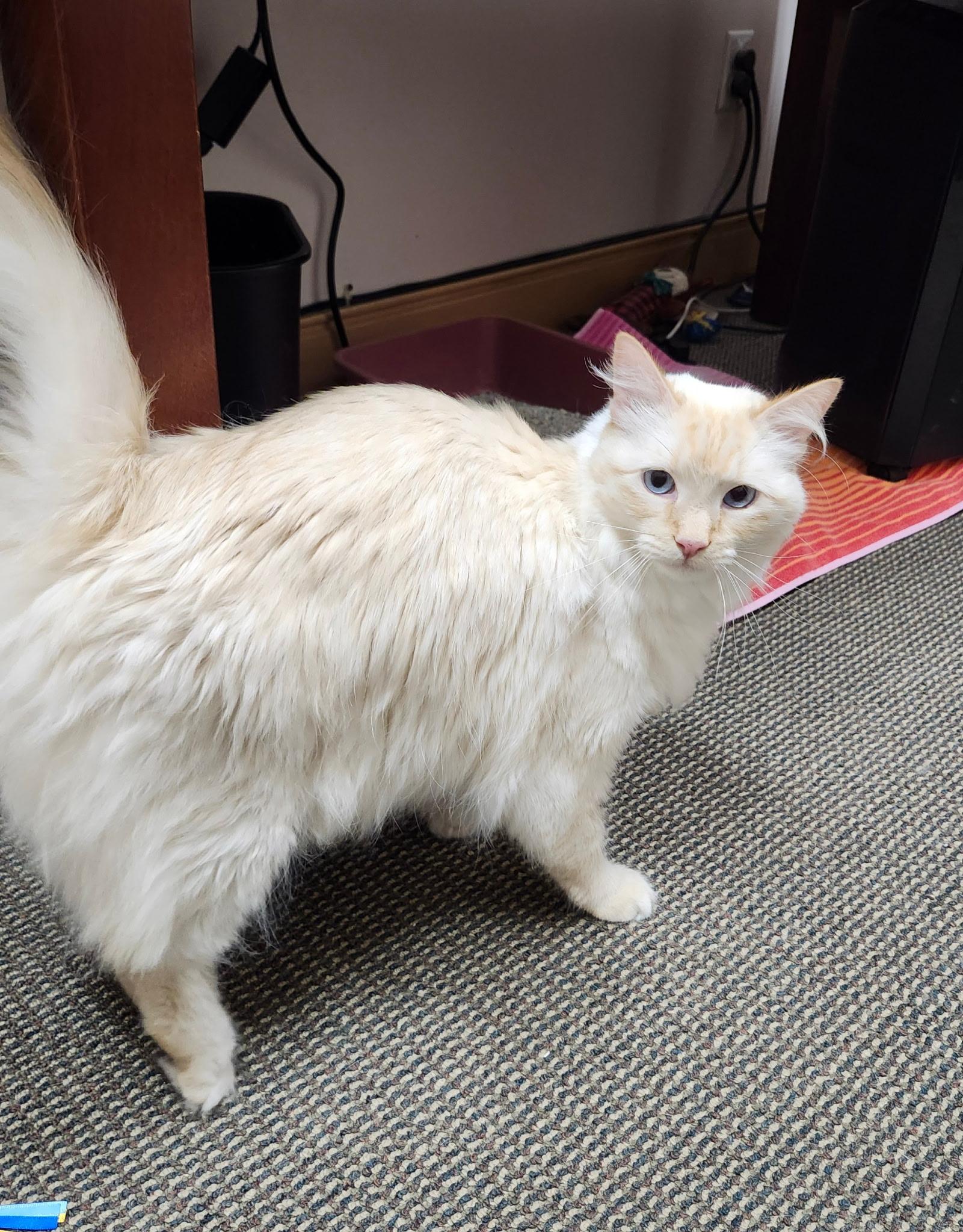 Pascal, a ADOPTABLE Siamese in Salt Lake City, UT image 5/6