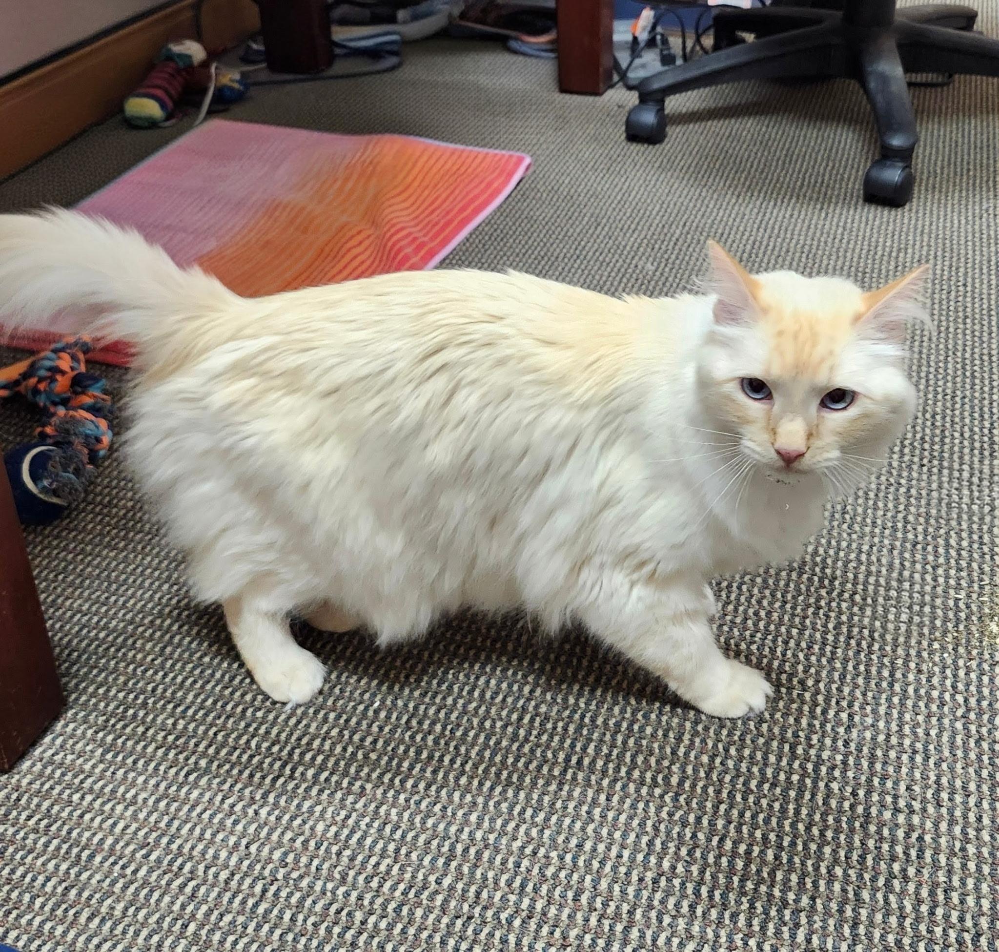 Pascal, a ADOPTABLE Siamese in Salt Lake City, UT image 2/6