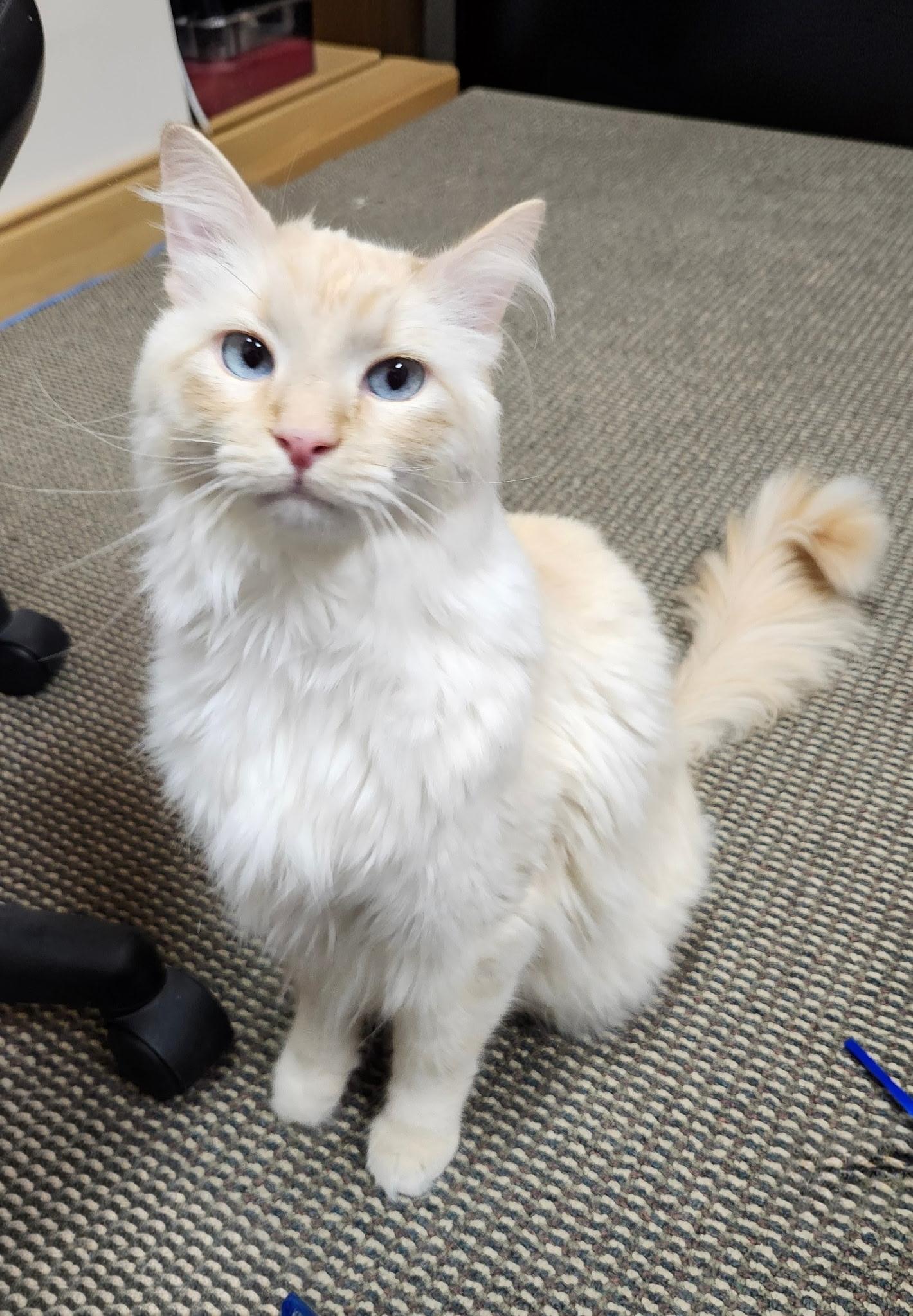 Pascal, a ADOPTABLE Siamese in Salt Lake City, UT image 4/6