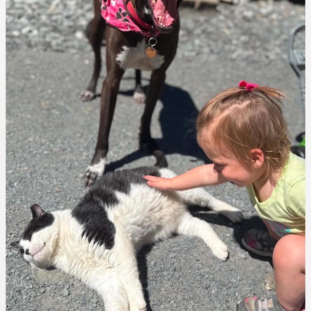 George, a Adoptable Domestic Short Hair in Middlebury, VT image 1/4