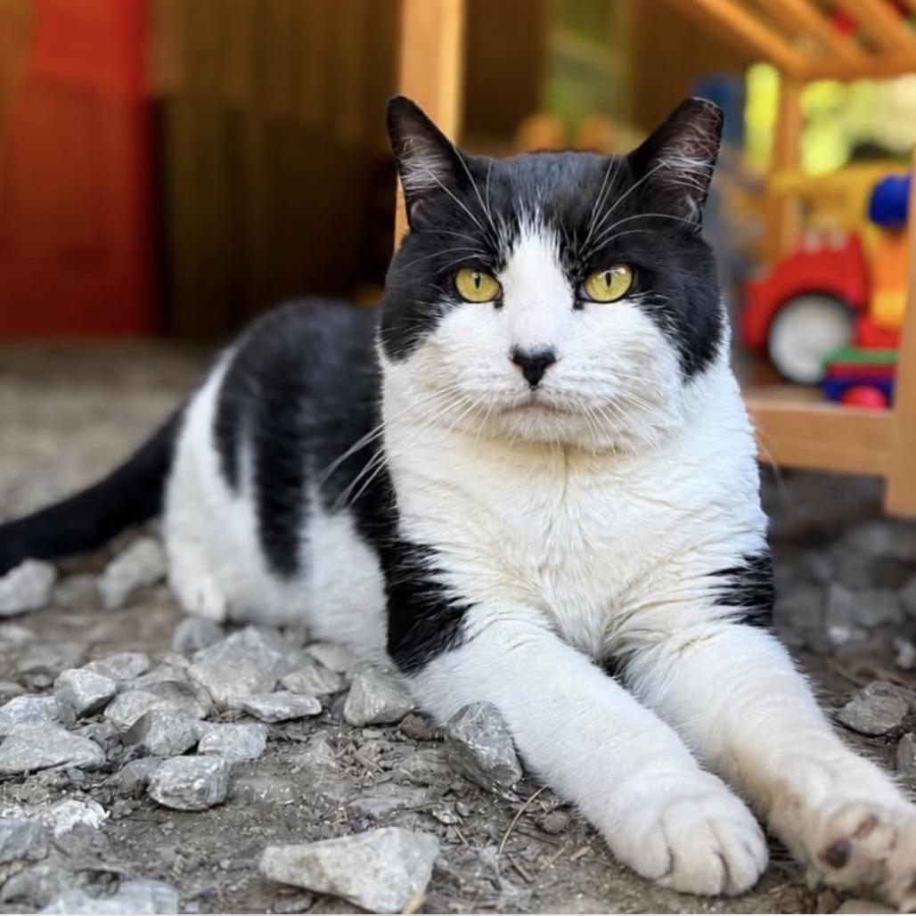 George, a Adoptable Domestic Short Hair in Middlebury, VT image 2/4