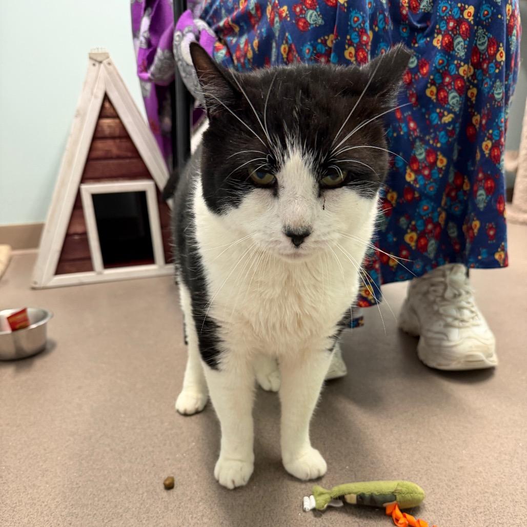 George, a Adoptable Domestic Short Hair in Middlebury, VT image 3/4