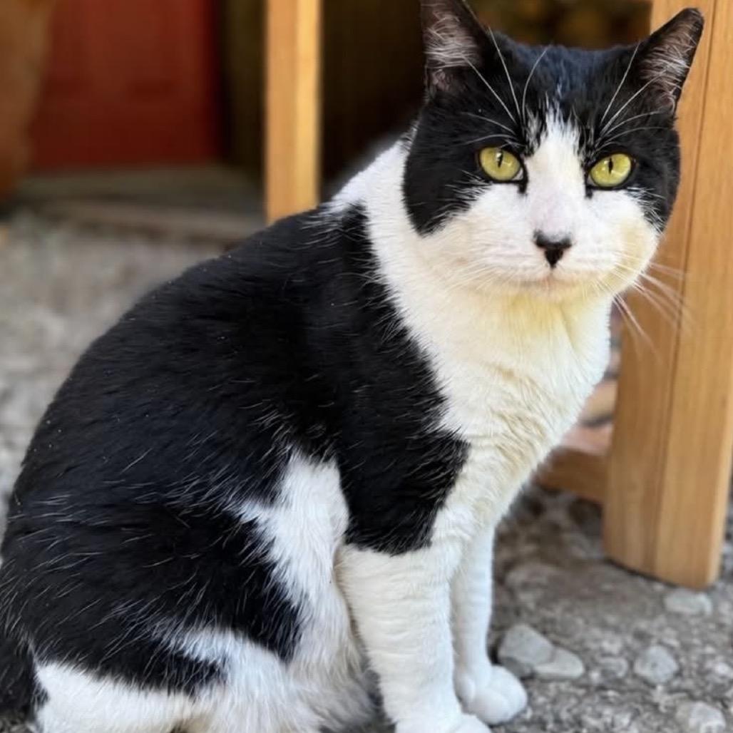 George, a Adoptable Domestic Short Hair in Middlebury, VT image 4/4
