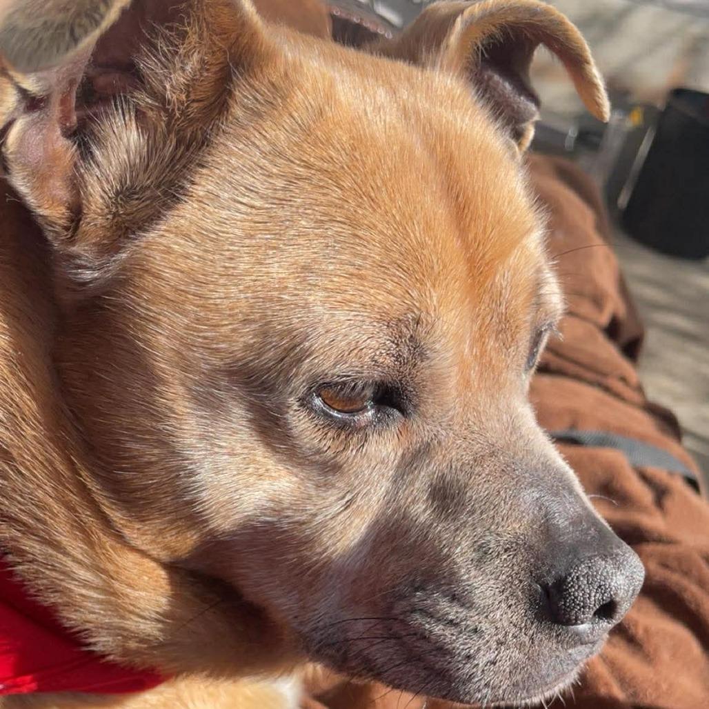 Michelle - 222592, Adoptable, Senior Female Terrier.