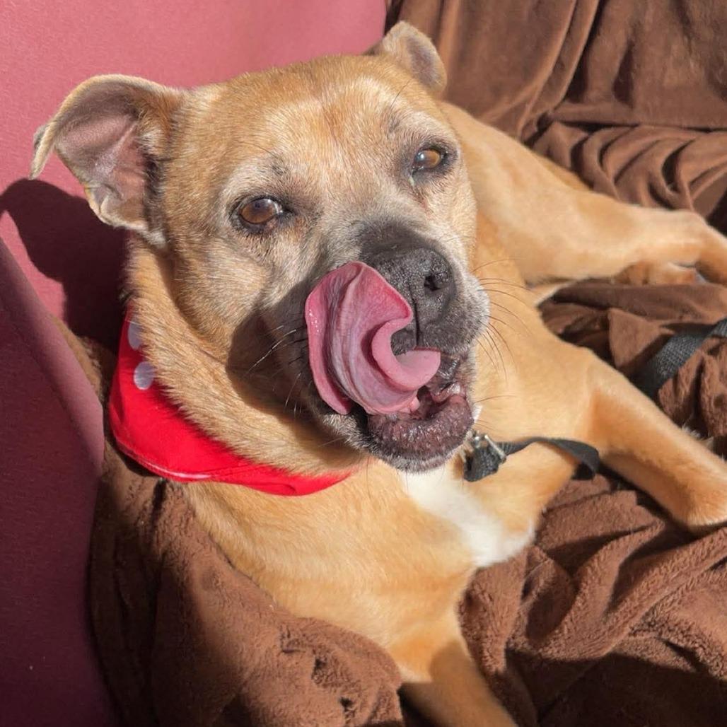 Enlarge Michelle - 222592, a Adoptable Terrier in Victoria, BC image 2/5