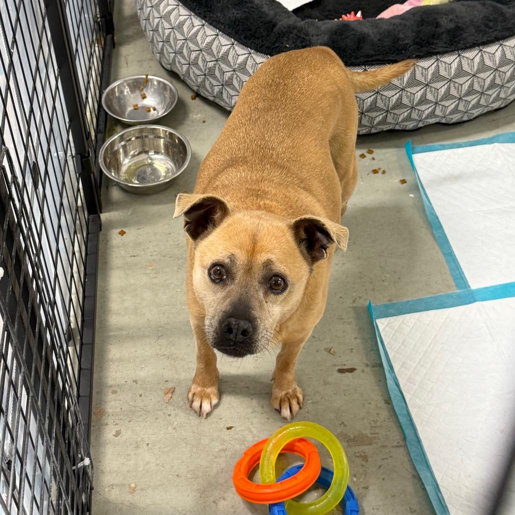 Enlarge Michelle - 222592, a Adoptable Terrier in Victoria, BC image 3/5