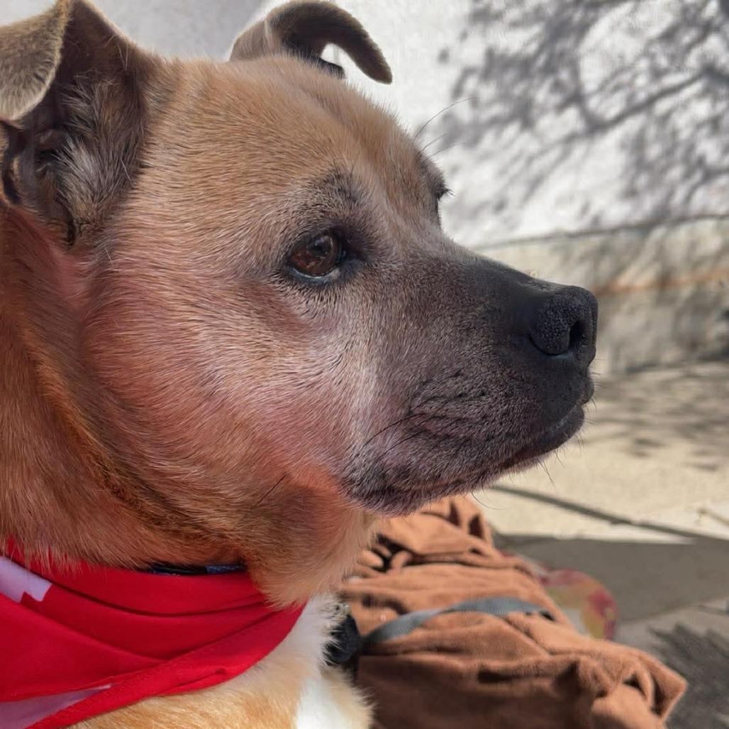 Enlarge Michelle - 222592, a Adoptable Terrier in Victoria, BC image 4/5