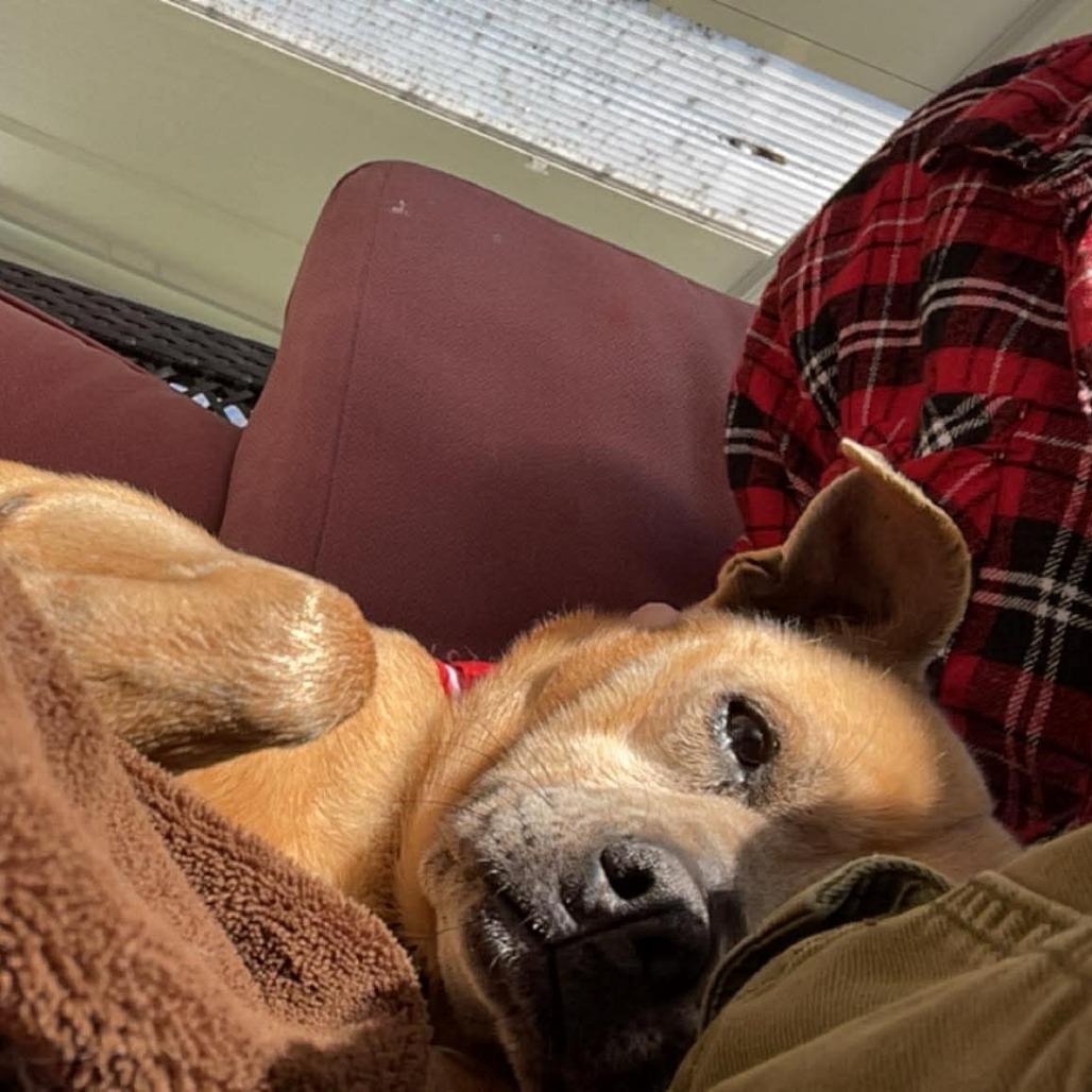 Enlarge Michelle - 222592, a Adoptable Terrier in Victoria, BC image 5/5