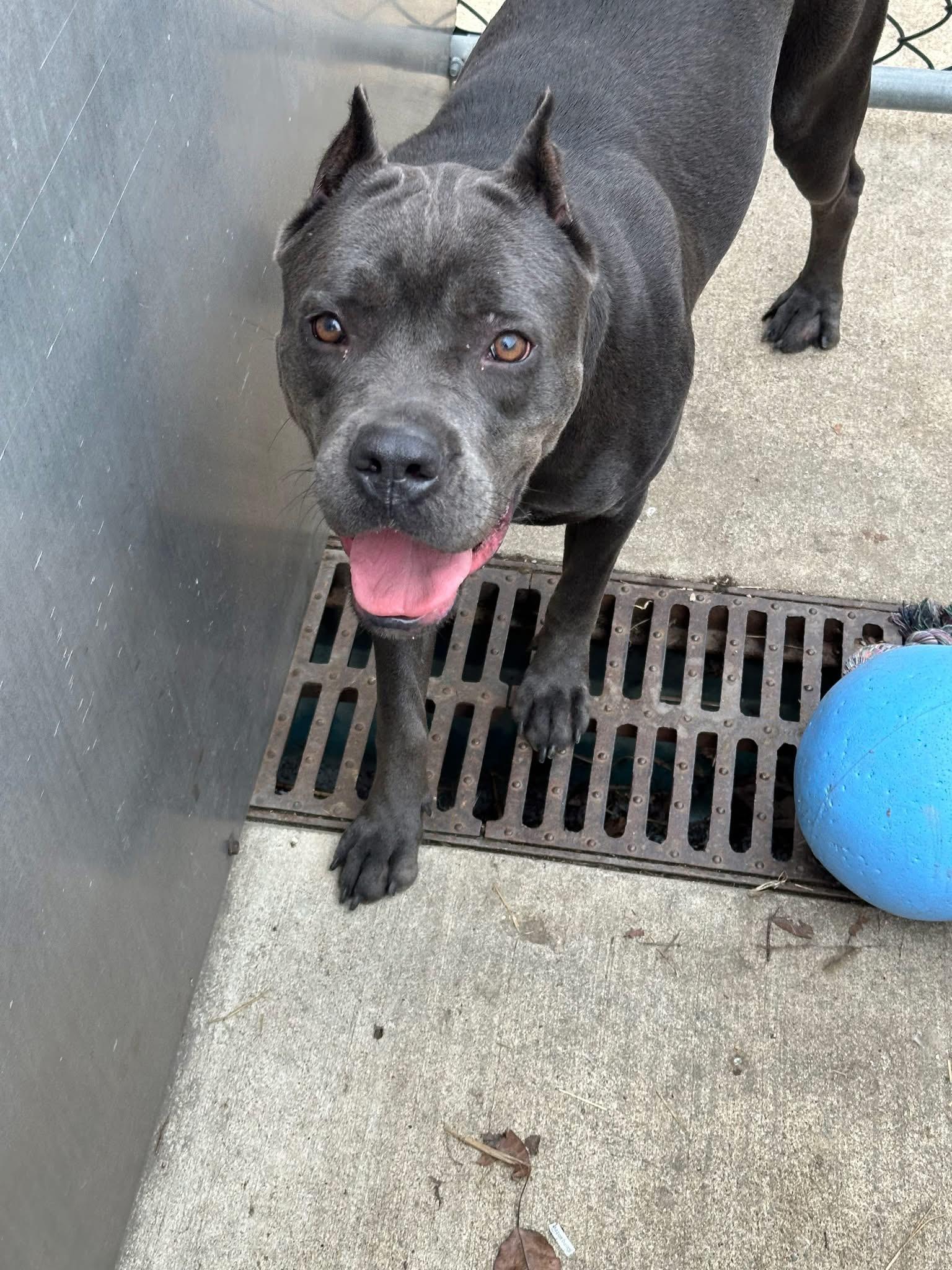 Enlarge Iceland, a ADOPTABLE Cane Corso in Chicago, IL image 2/5