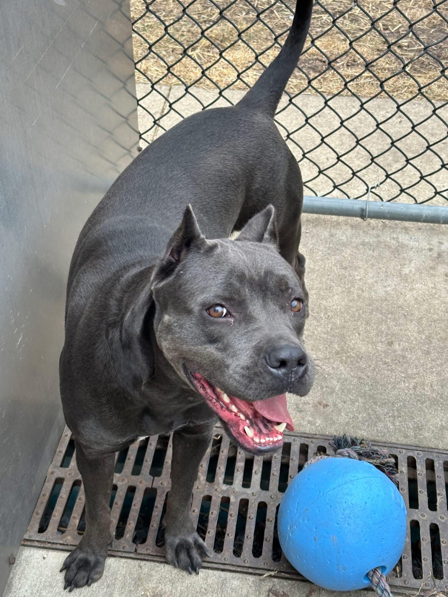 Enlarge Iceland, a ADOPTABLE Cane Corso in Chicago, IL image 4/5