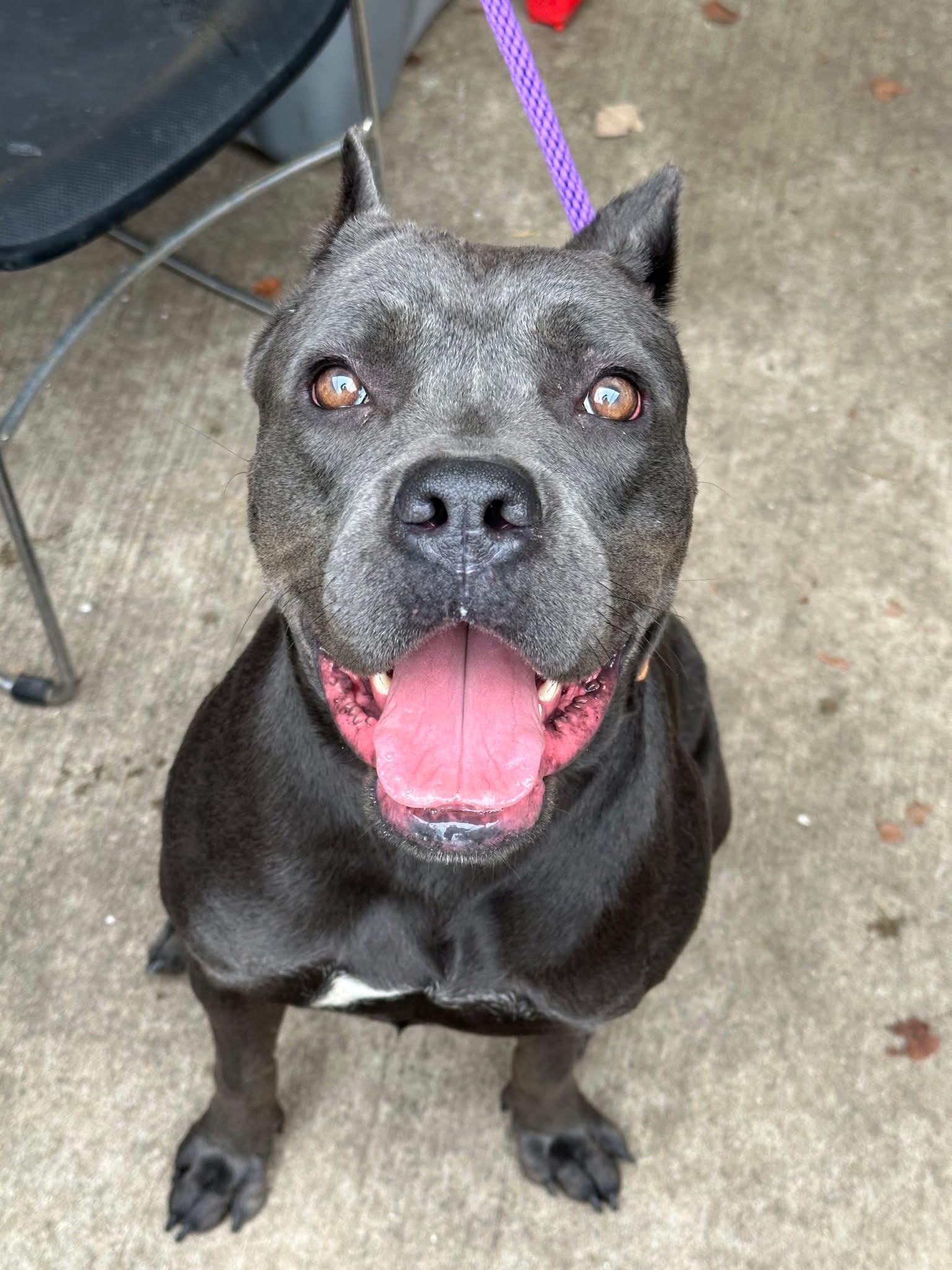 Enlarge Iceland, a ADOPTABLE Cane Corso in Chicago, IL image 3/5