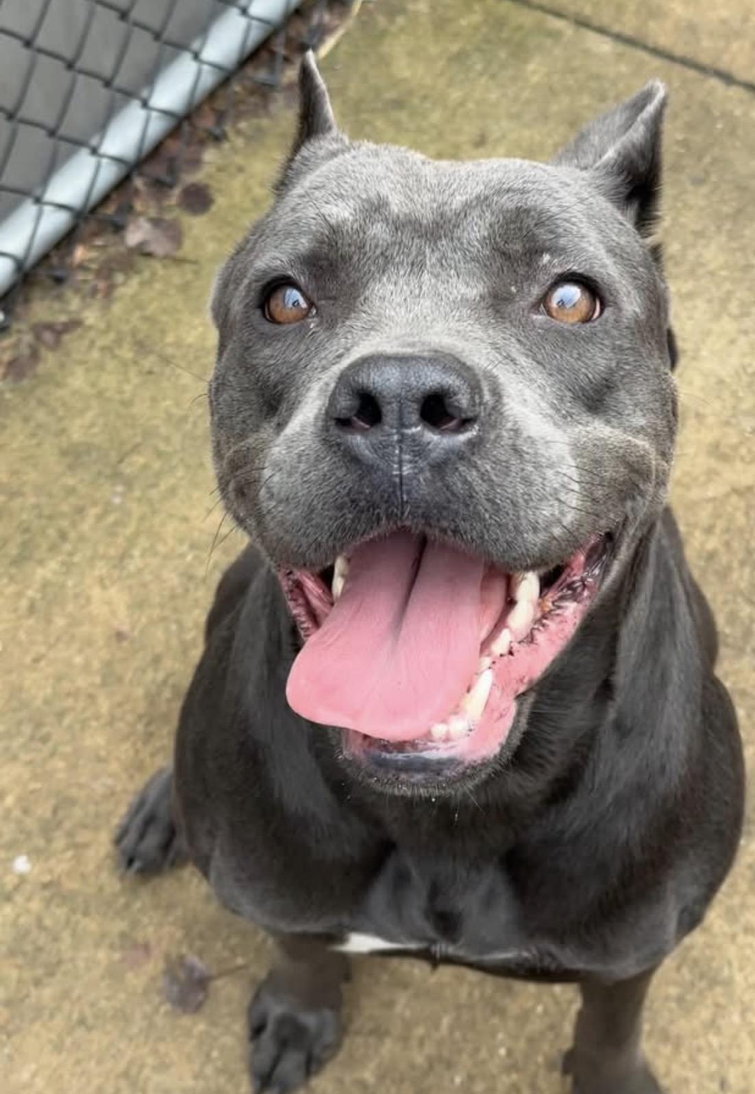 Iceland, ADOPTABLE, Adult Female Cane Corso.