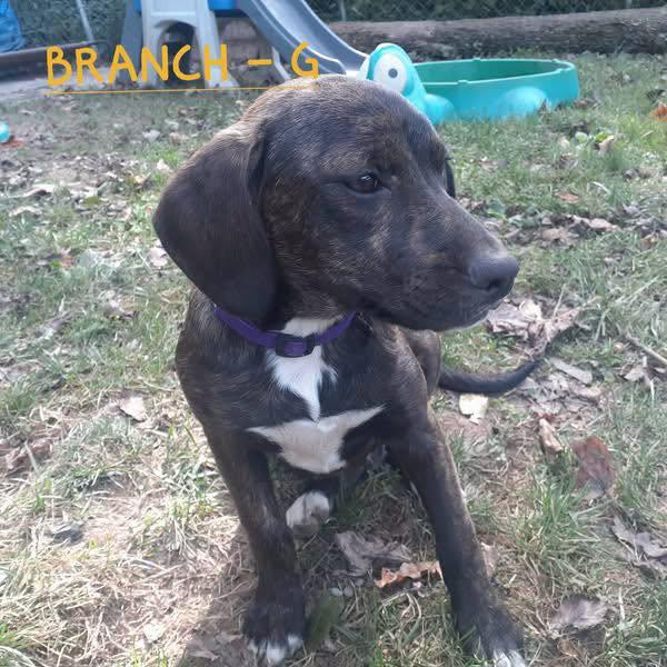 Branch (4mo, 25lbs), Adoptable, Puppy Female Hound.