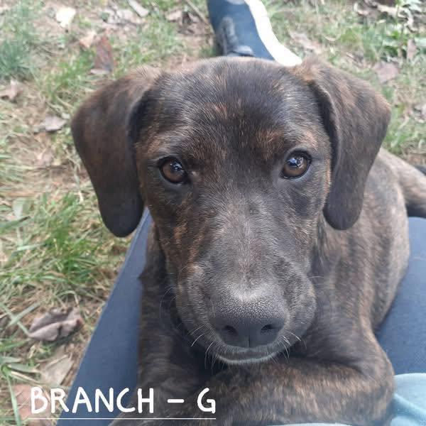 Enlarge Branch (4mo, 25lbs), a Adoptable Hound in Hinton, WV image 2/3