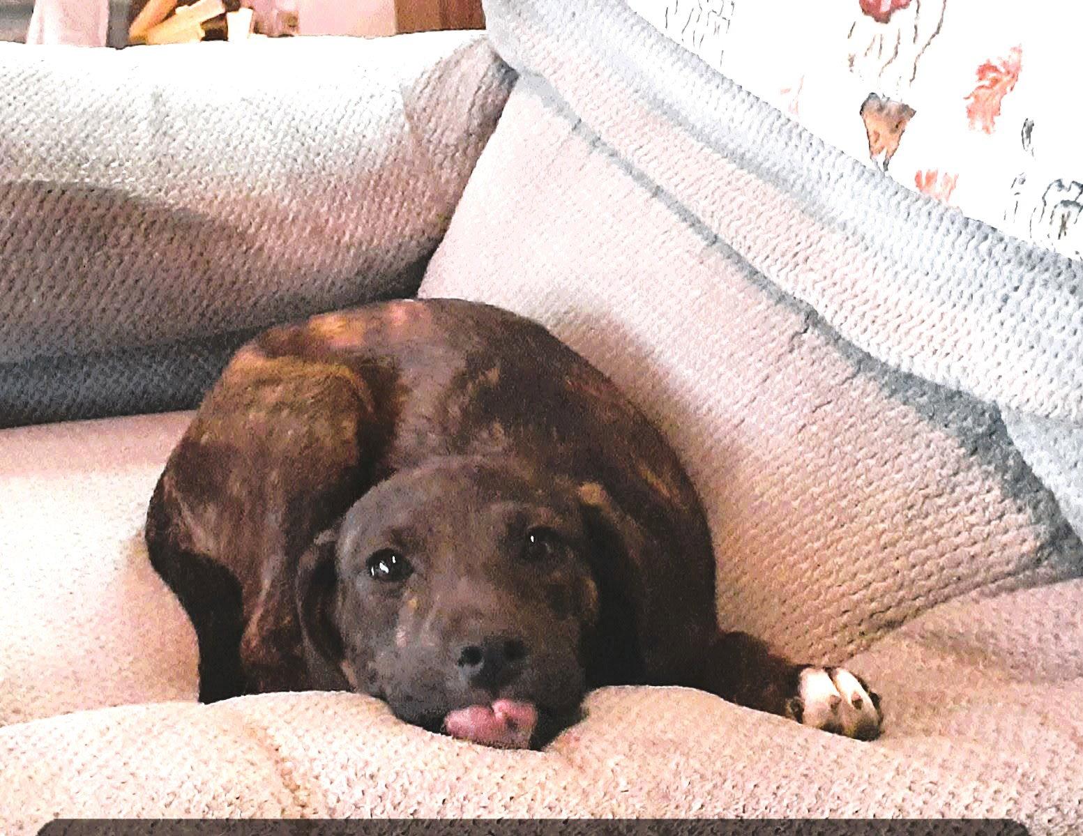 Enlarge Branch (4mo, 25lbs), a Adoptable Hound in Hinton, WV image 3/3