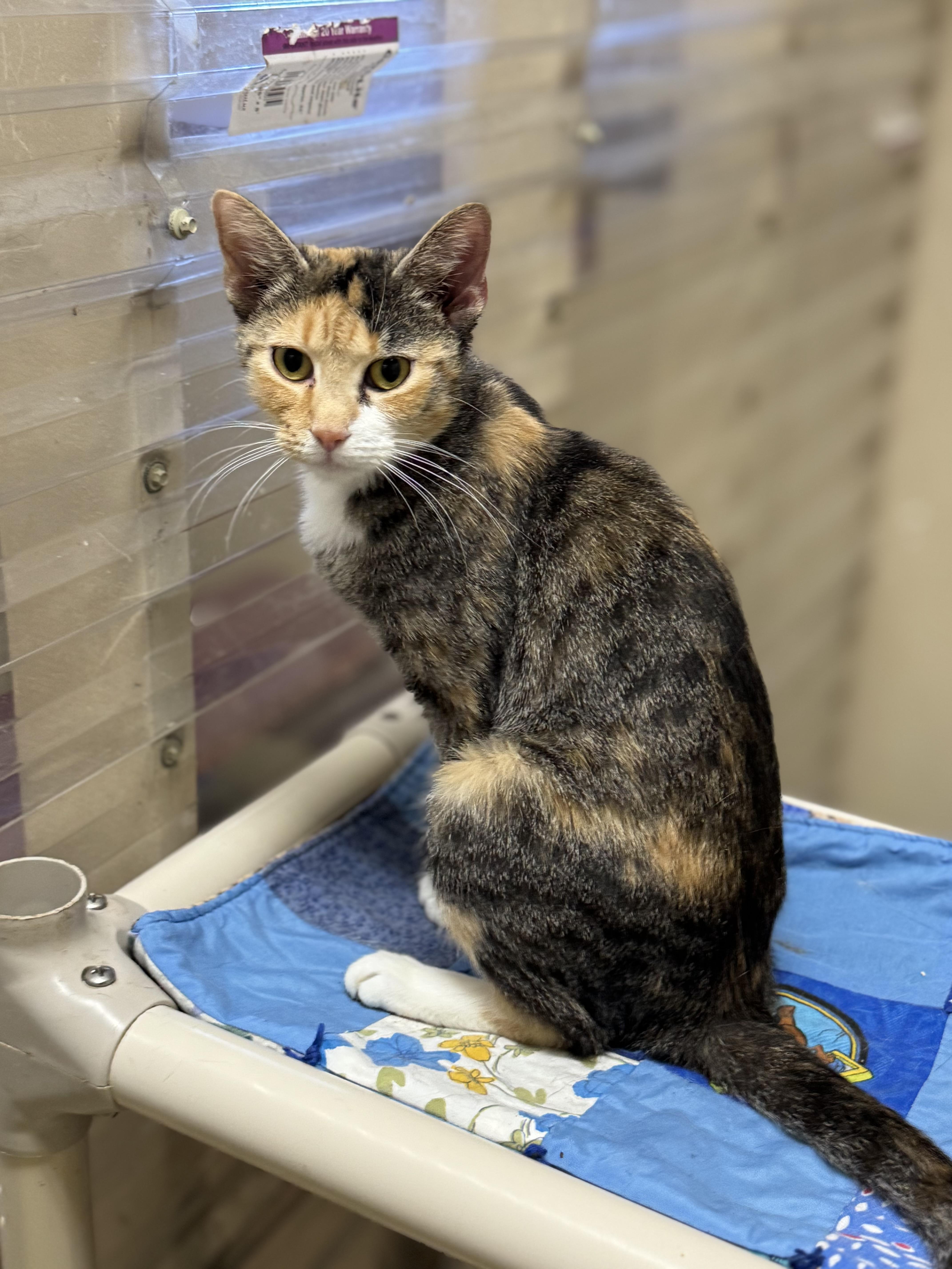 Enlarge Jewel, a Adoptable mixed breed image 1/1