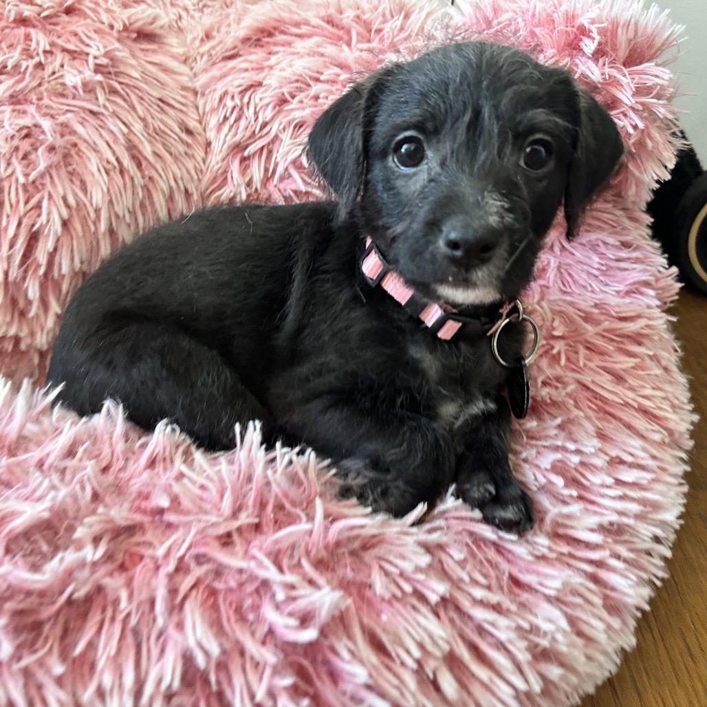 Rosa Barks, Adoptable, Puppy Female Chihuahua.