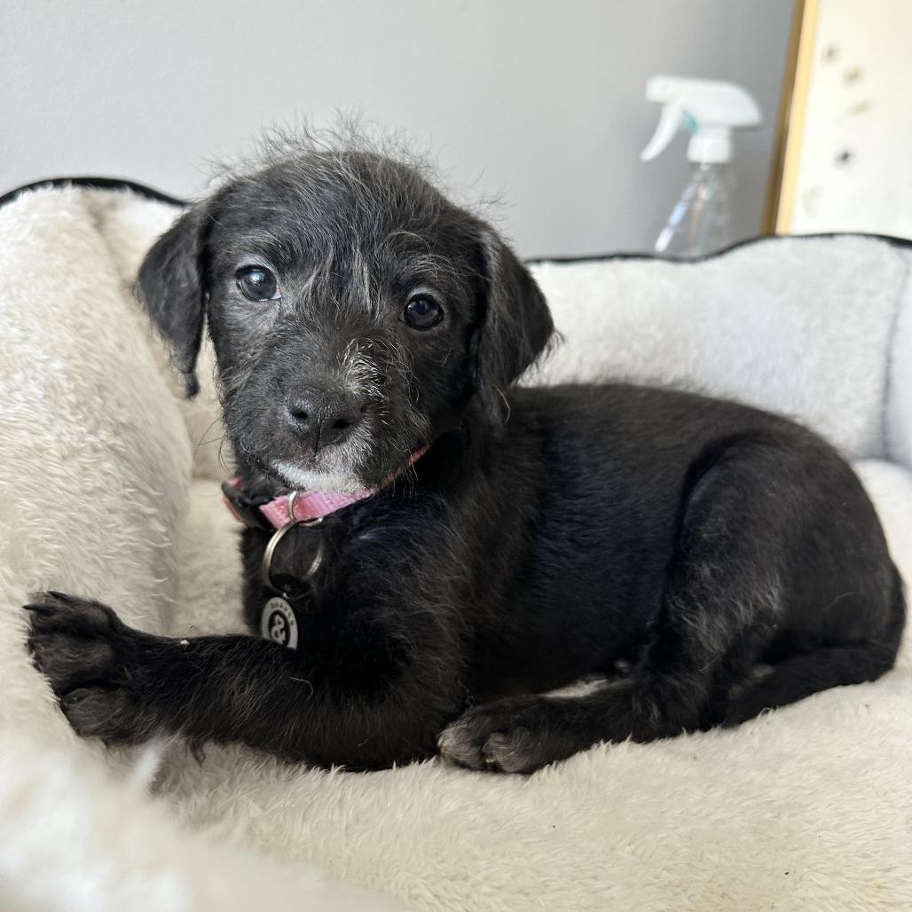 Enlarge Rosa Barks, a Adoptable Chihuahua in Brooklyn, NY image 2/6