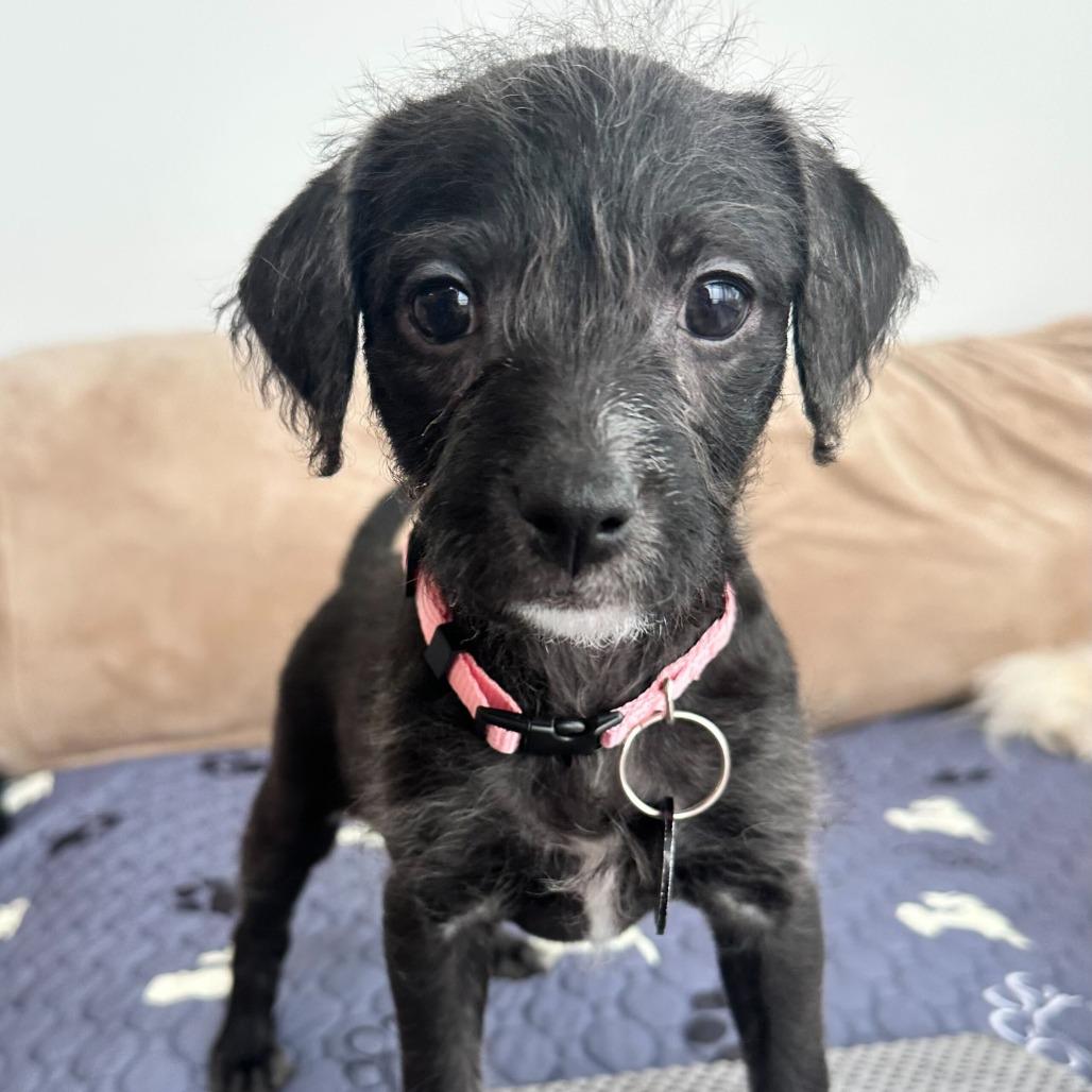 Enlarge Rosa Barks, a Adoptable Chihuahua in Brooklyn, NY image 3/6