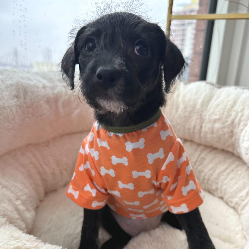 Enlarge Rosa Barks, a Adoptable Chihuahua in Brooklyn, NY image 4/6