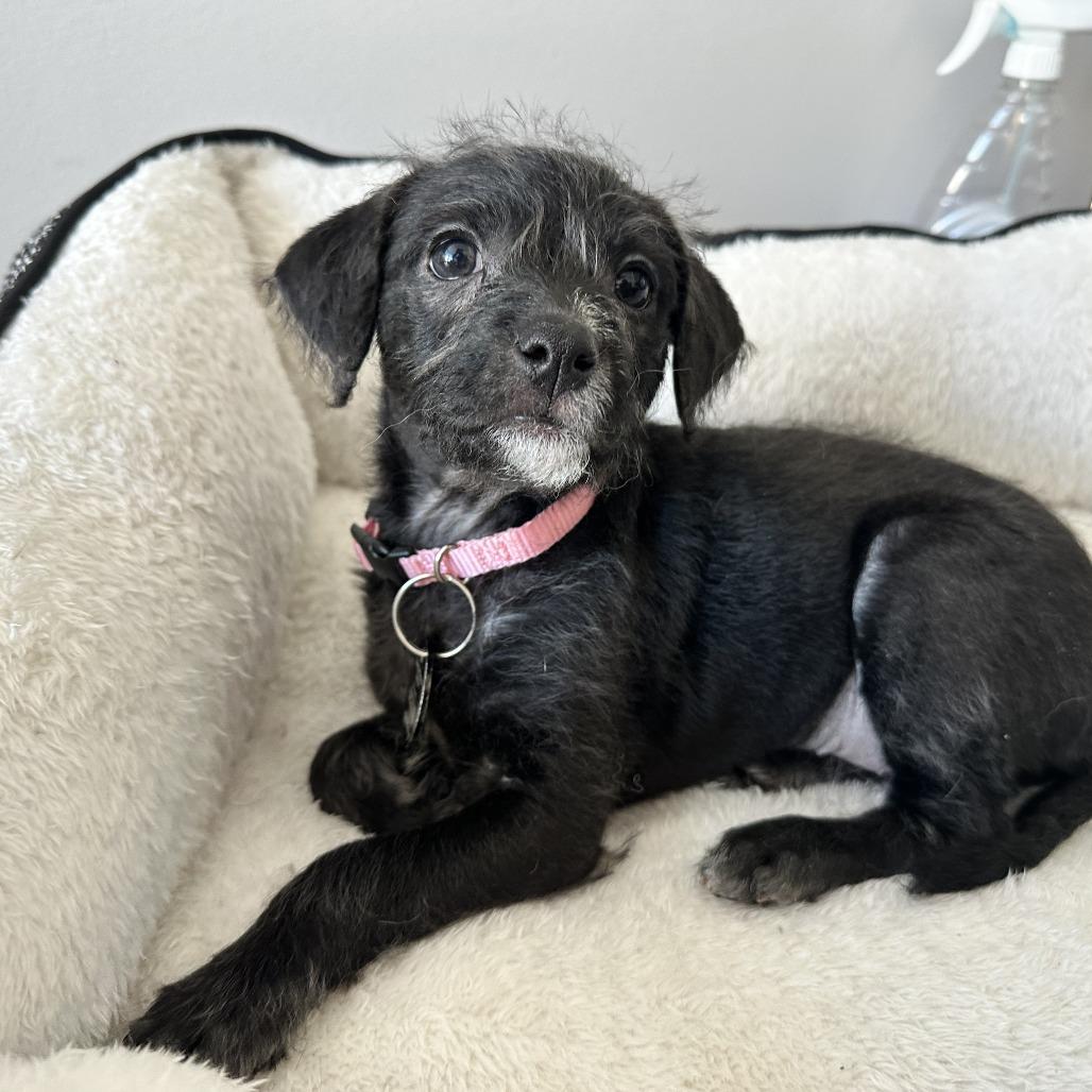 Enlarge Rosa Barks, a Adoptable Chihuahua in Brooklyn, NY image 5/6