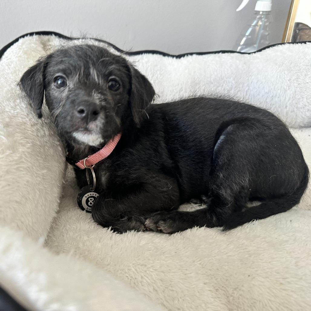 Enlarge Rosa Barks, a Adoptable Chihuahua in Brooklyn, NY image 6/6