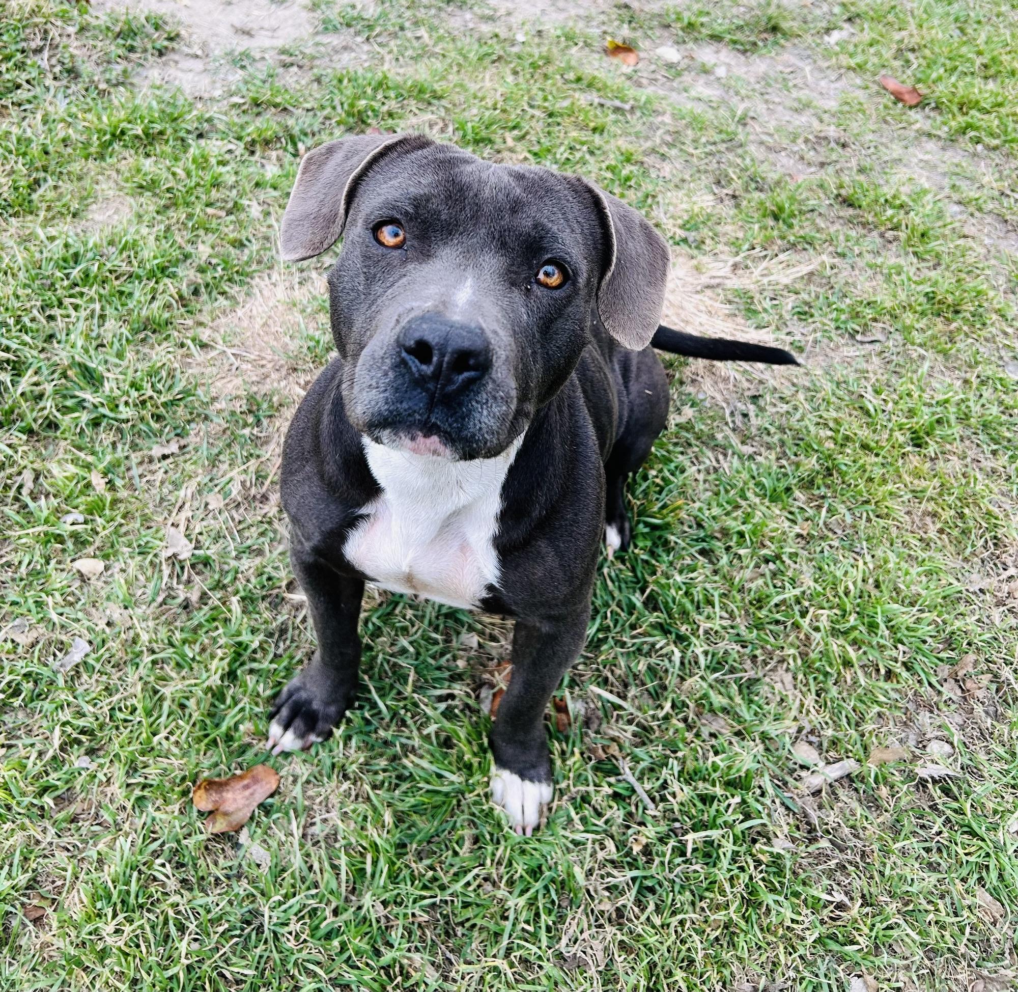 Enlarge Rowdy, a ADOPTABLE American Staffordshire Terrier in Cibolo, TX image 1/1