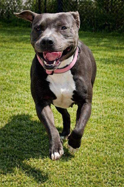 Enlarge Rowdy, a ADOPTABLE American Staffordshire Terrier in Cibolo, TX image 1/2