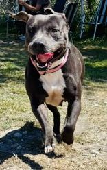 Enlarge Rowdy, a ADOPTABLE American Staffordshire Terrier in Cibolo, TX image 2/2
