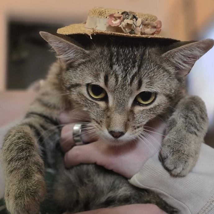 Enlarge Broccoli Cheddar, a ADOPTABLE American Shorthair in brooklyn, NY image 4/6