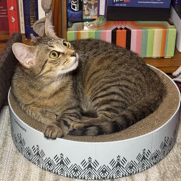 Enlarge Broccoli Cheddar, a ADOPTABLE American Shorthair in brooklyn, NY image 2/6