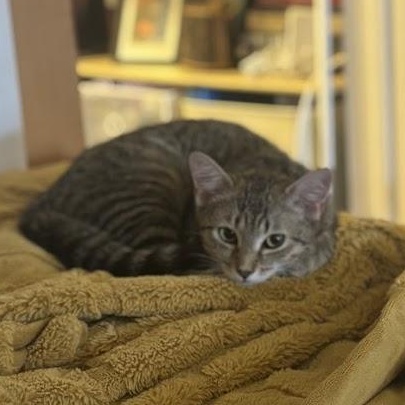 Enlarge Broccoli Cheddar, a ADOPTABLE American Shorthair in brooklyn, NY image 5/6