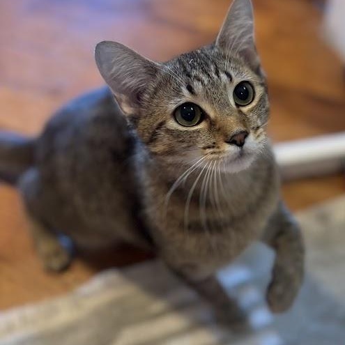 Enlarge Broccoli Cheddar, a ADOPTABLE American Shorthair in brooklyn, NY image 3/6