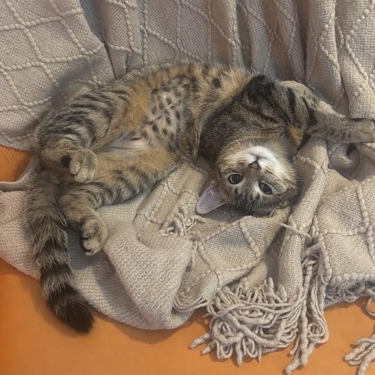 Broccoli Cheddar, ADOPTABLE, Kitten Female American Shorthair.
