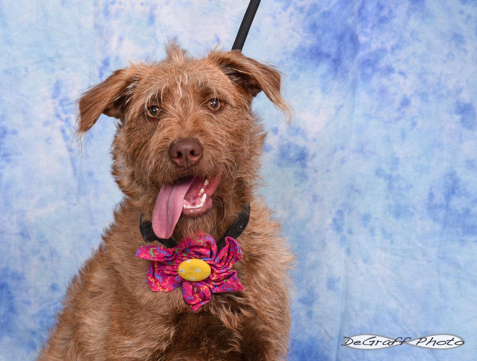 Ruthie, a Adopted Terrier in Pittsboro, NC image 1/3