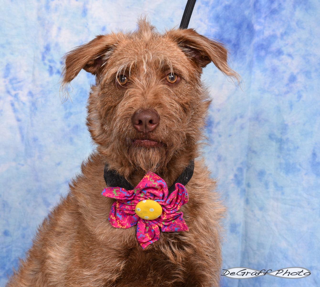 Ruthie, a Adopted Terrier in Pittsboro, NC image 2/3